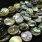 Abalone 14mm Coin Beads