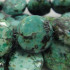 African Turquoise 10mm Coin Beads
